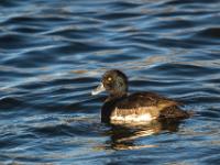 Reiherente Männchen